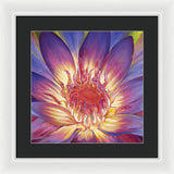Lotus Lily - Framed Print