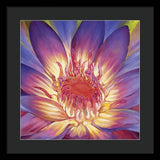 Lotus Lily - Framed Print